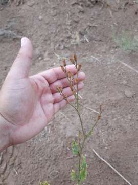 Image of Nicotiana paa R. Martinez-Crovetto