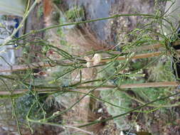 Image of California dutchman's pipe