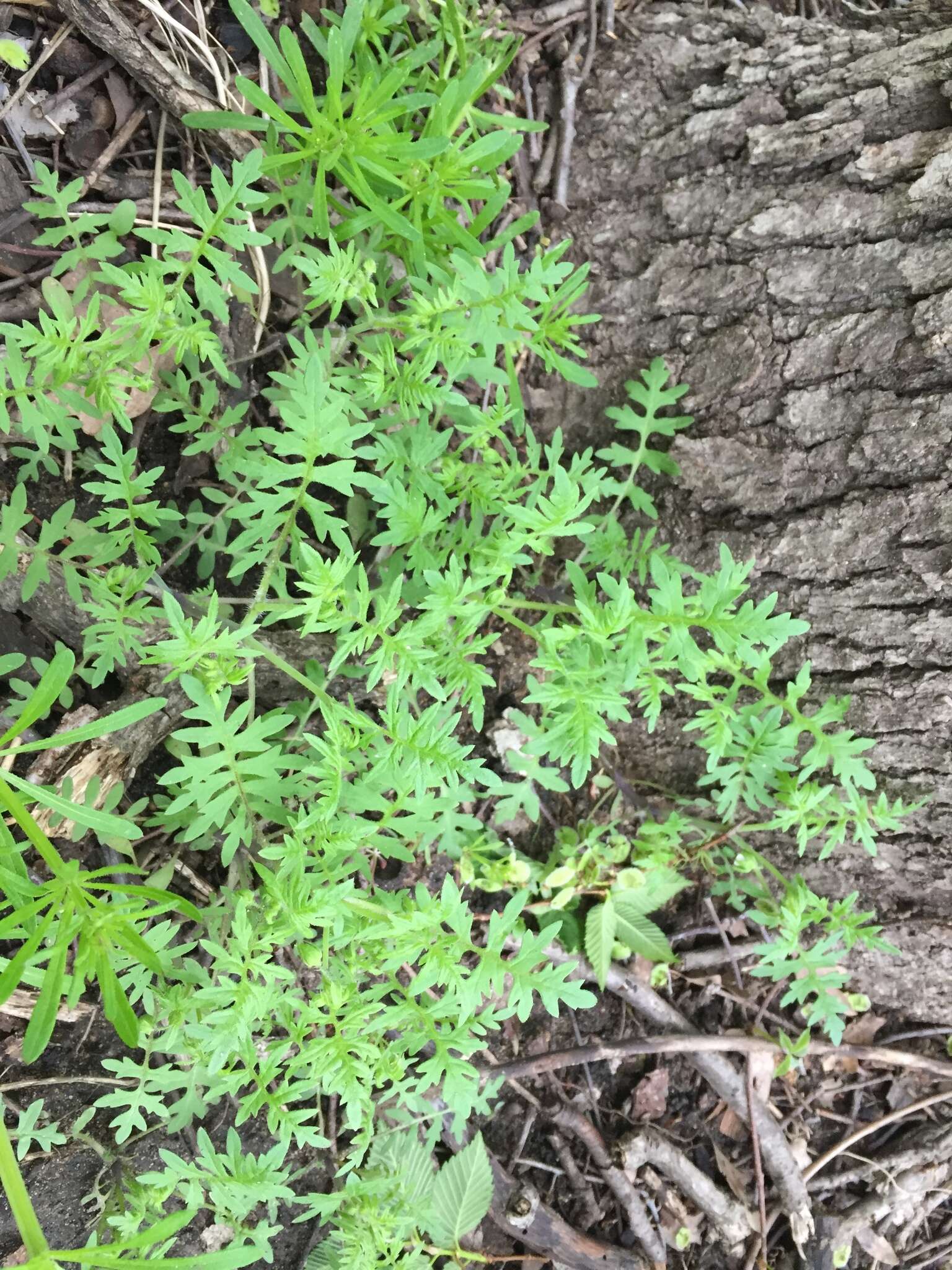 Image de Ellisia nyctelea (L.) L.