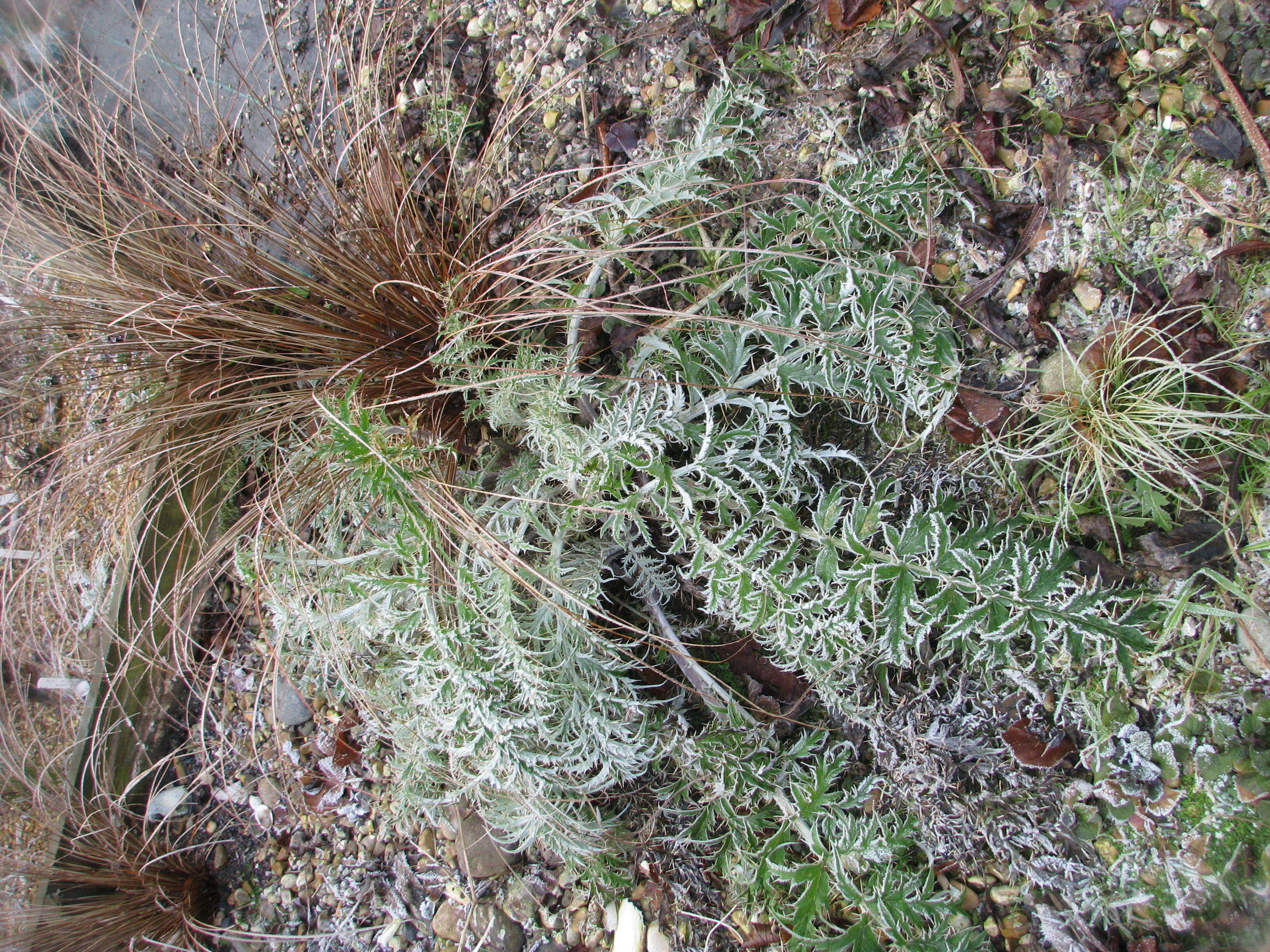 Image of cardoon