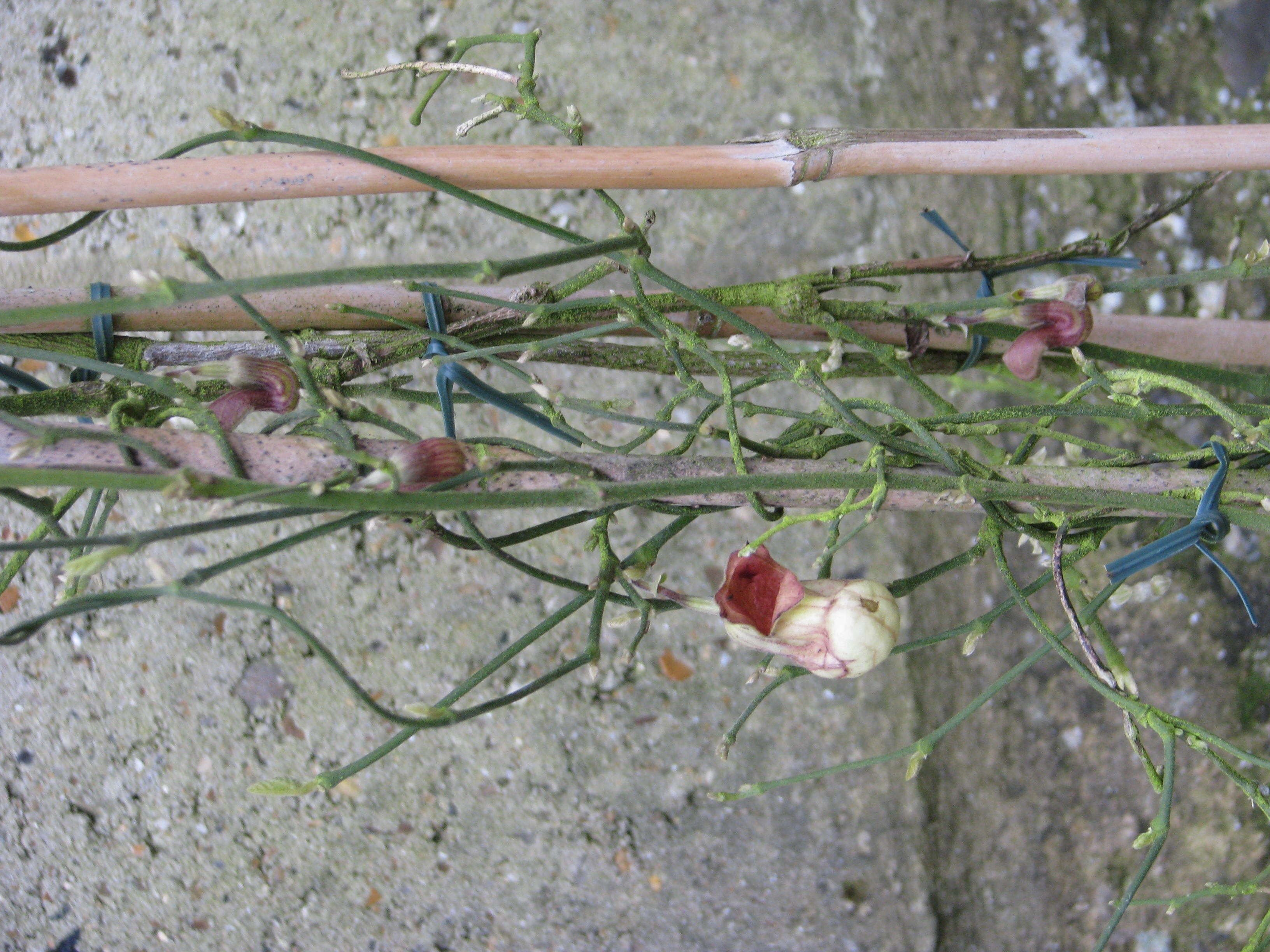 Image of California dutchman's pipe