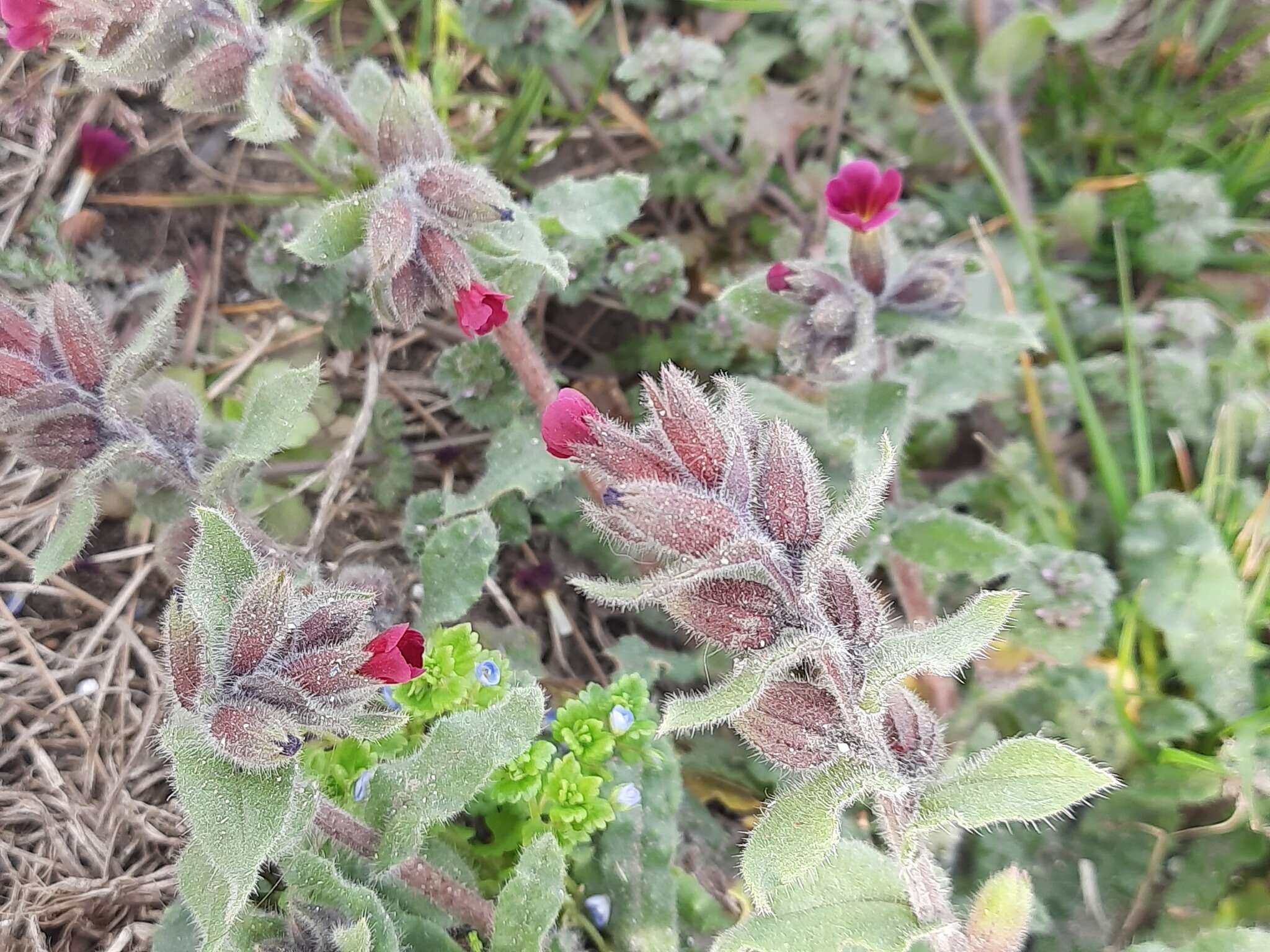 Image of rose monkswort