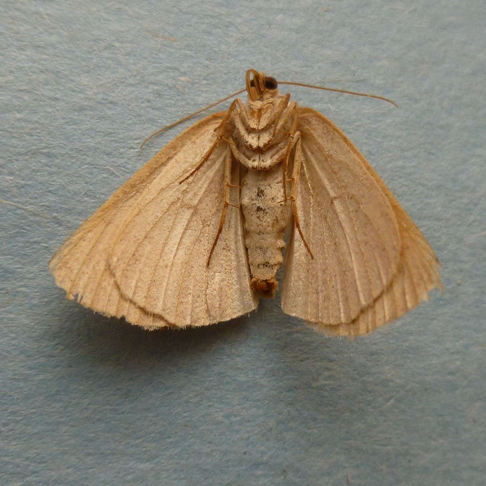 Image of Drepanulatrix hulstii Dyar 1901