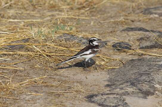 Image of Motacilla aguimp vidua Sundevall 1850