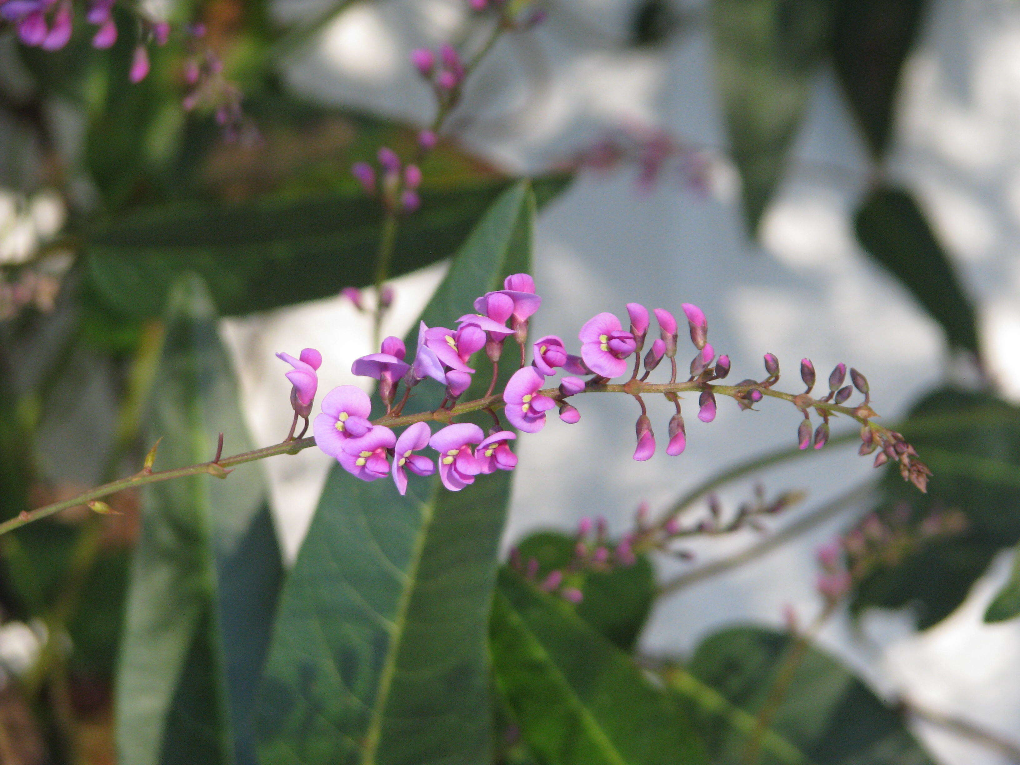 Image of coral-pea