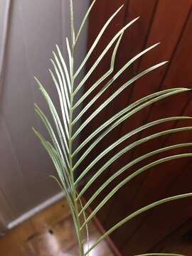 Image of Grevillea dryandri subsp. dryandri