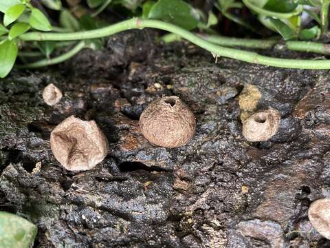 Imagem de Lycoperdon subincarnatum Peck 1872