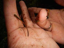 Image of Tiger Leech