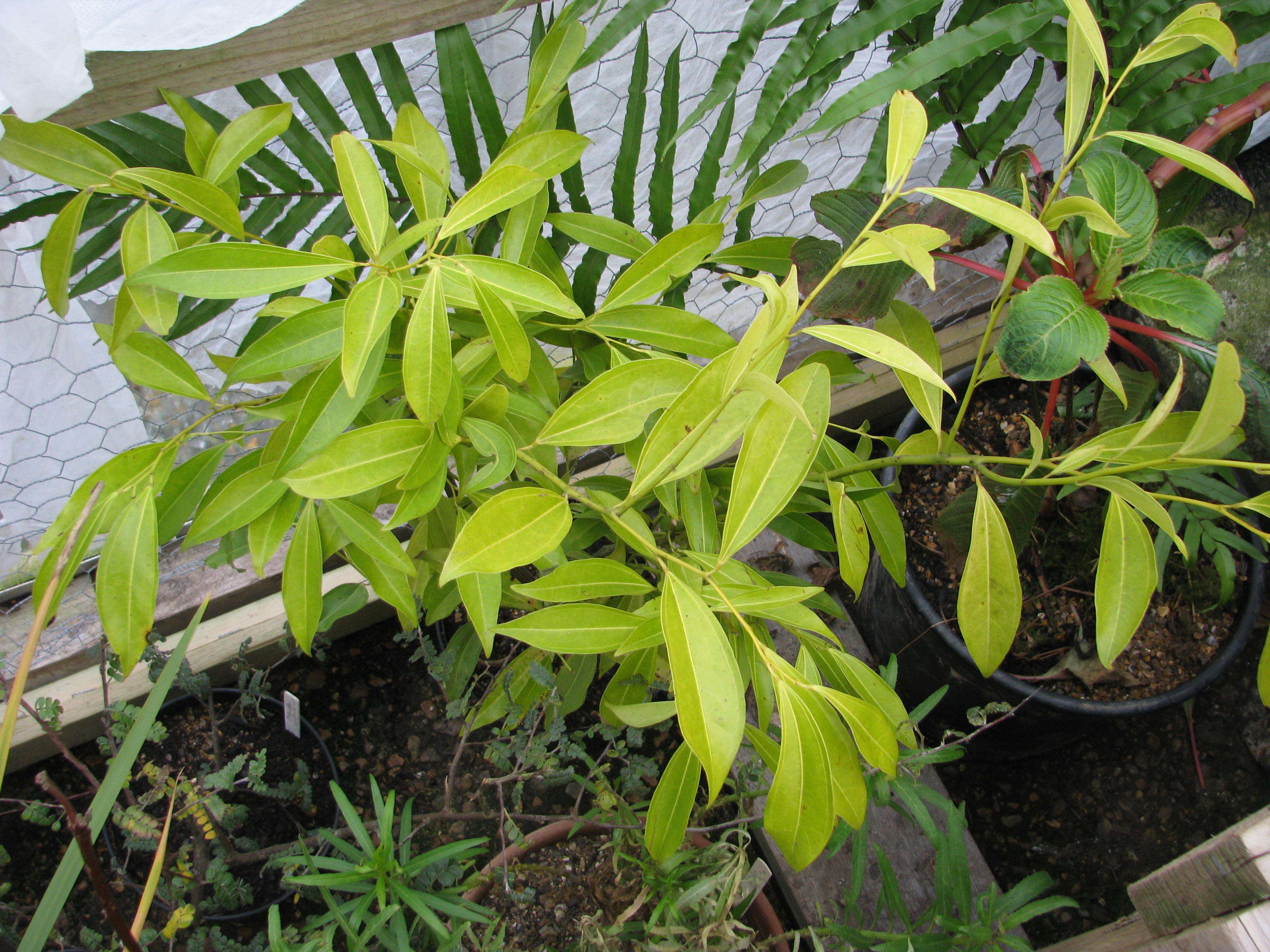 Image of laurel-leaf snailseed