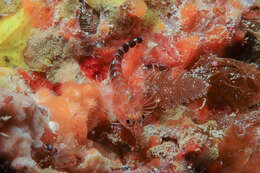 Image of Blue Dot Triplefin