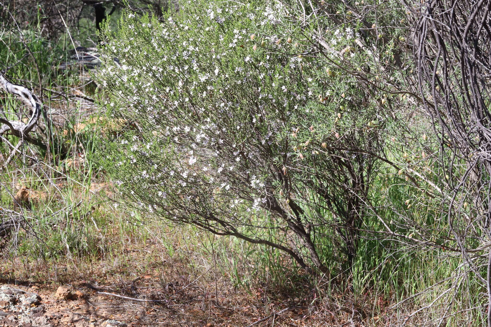 Image of Philotheca brucei (F. Müll.) Paul G. Wilson