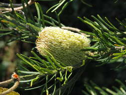 Imagem de Banksia marginata Cav.