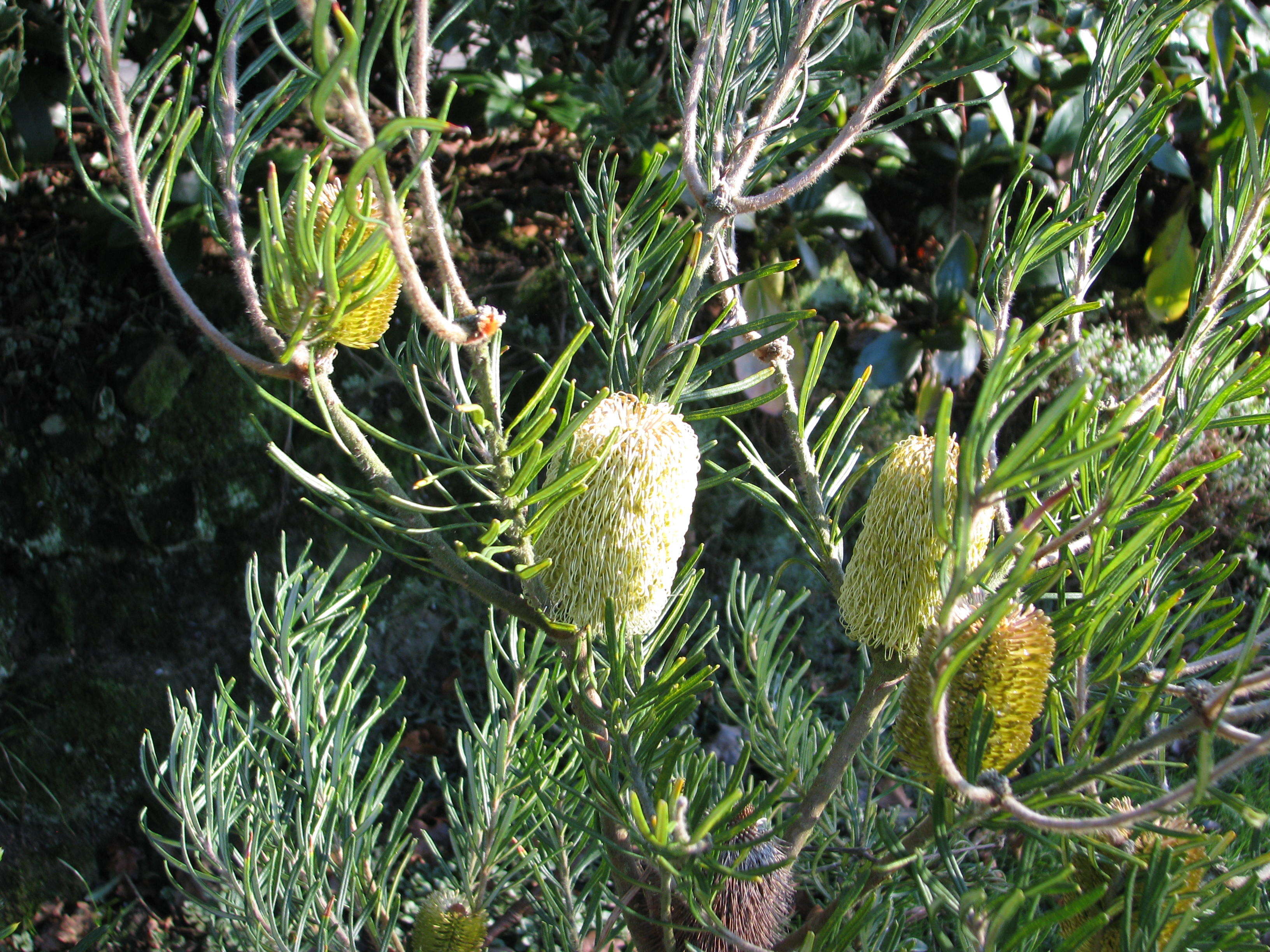 Image of silver banksia