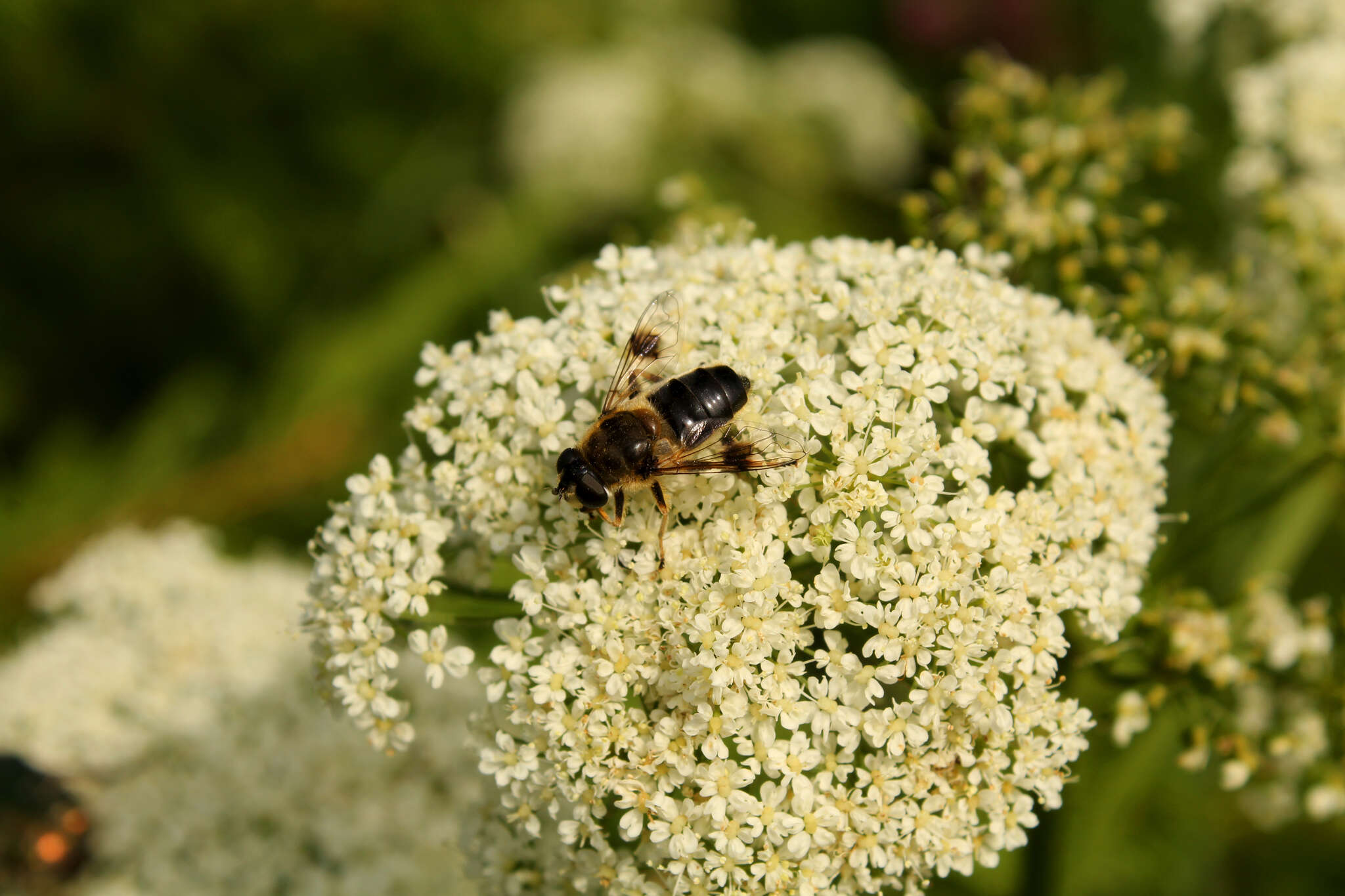 Слика од Eristalis rupium Fabricius 1805