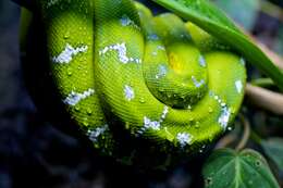 Image of Green Python