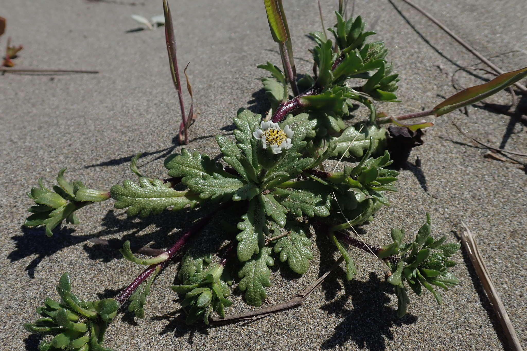 Image of beach tidytips