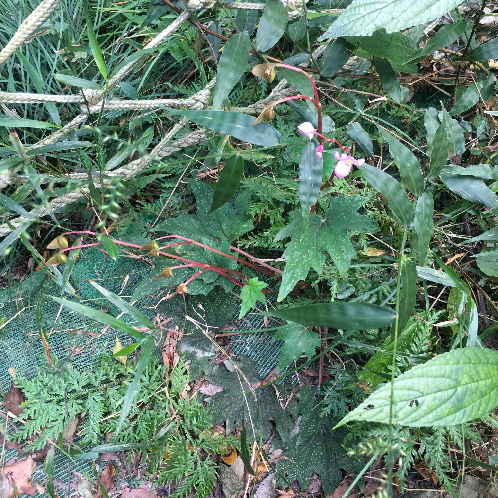 Image of Begonia austrotaiwanensis Y. K. Chen & C. I. Peng