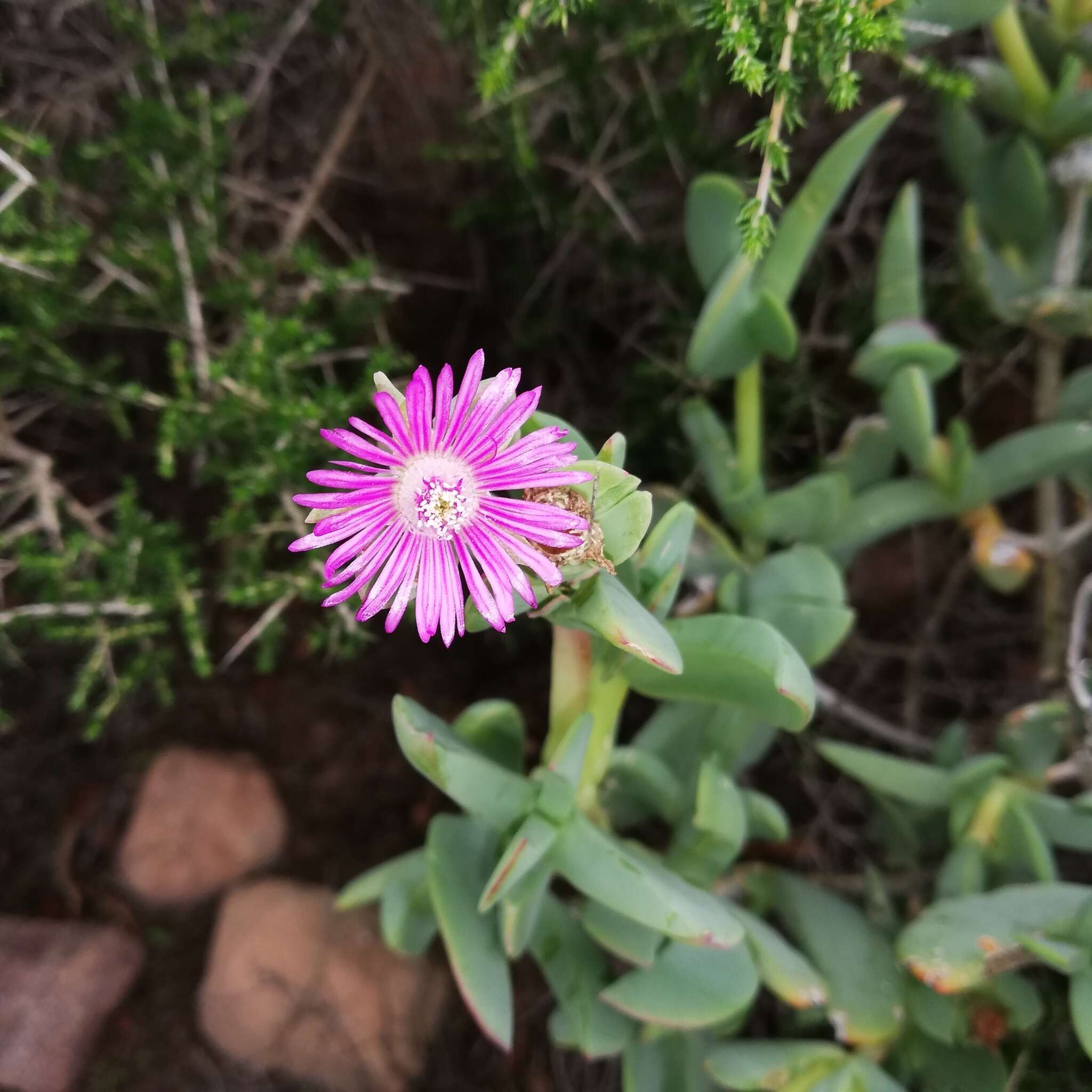 Image of Ruschia maxima (Haw.) L. Bol.