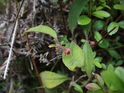 Sivun Ardisia villosa Roxb. kuva