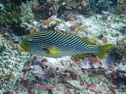 Image of Diagonal banded sweetlips