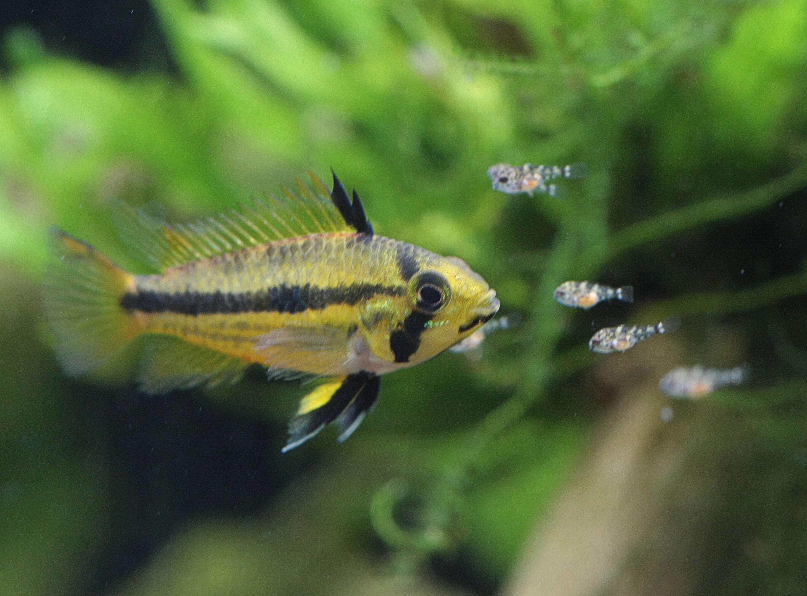 Image of Cockatoo Dwarf Cichlid