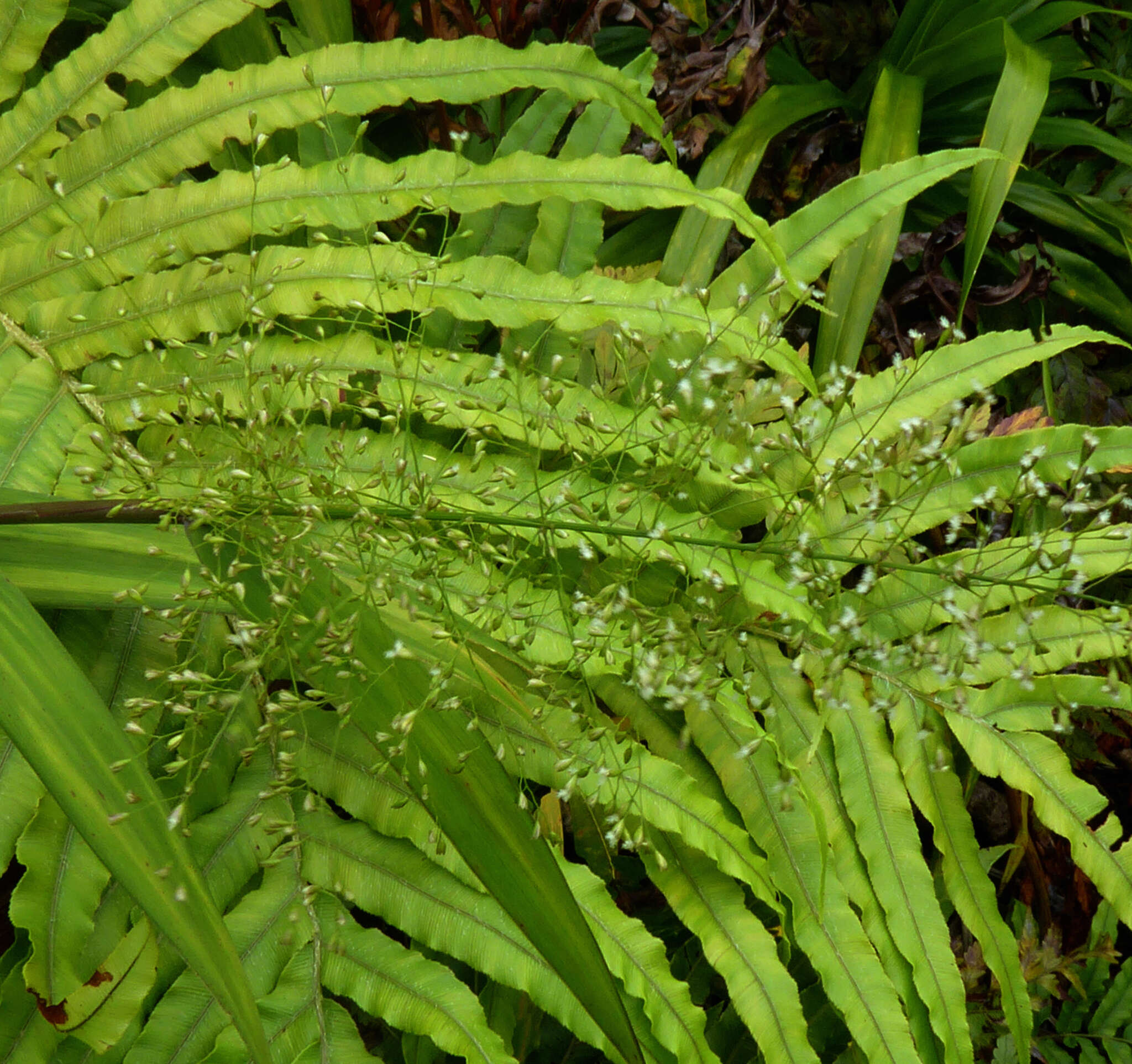 Image de Isachne distichophylla Munro ex Hillebr.