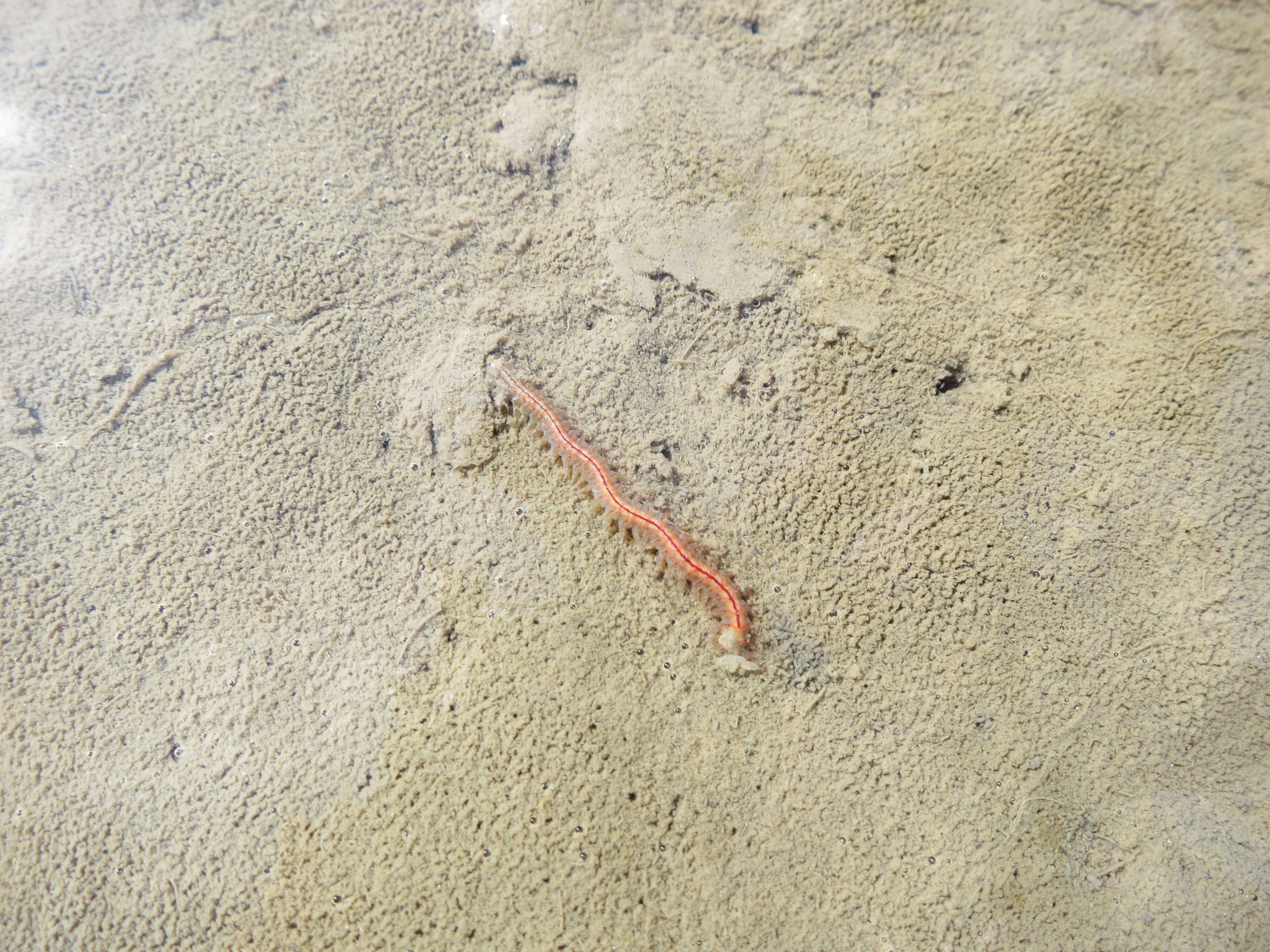 Image of lugworm