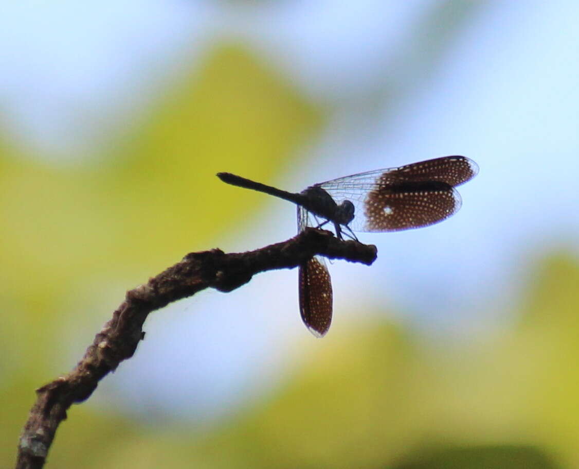 Imagem de Tetrathemis polleni (Selys 1869)