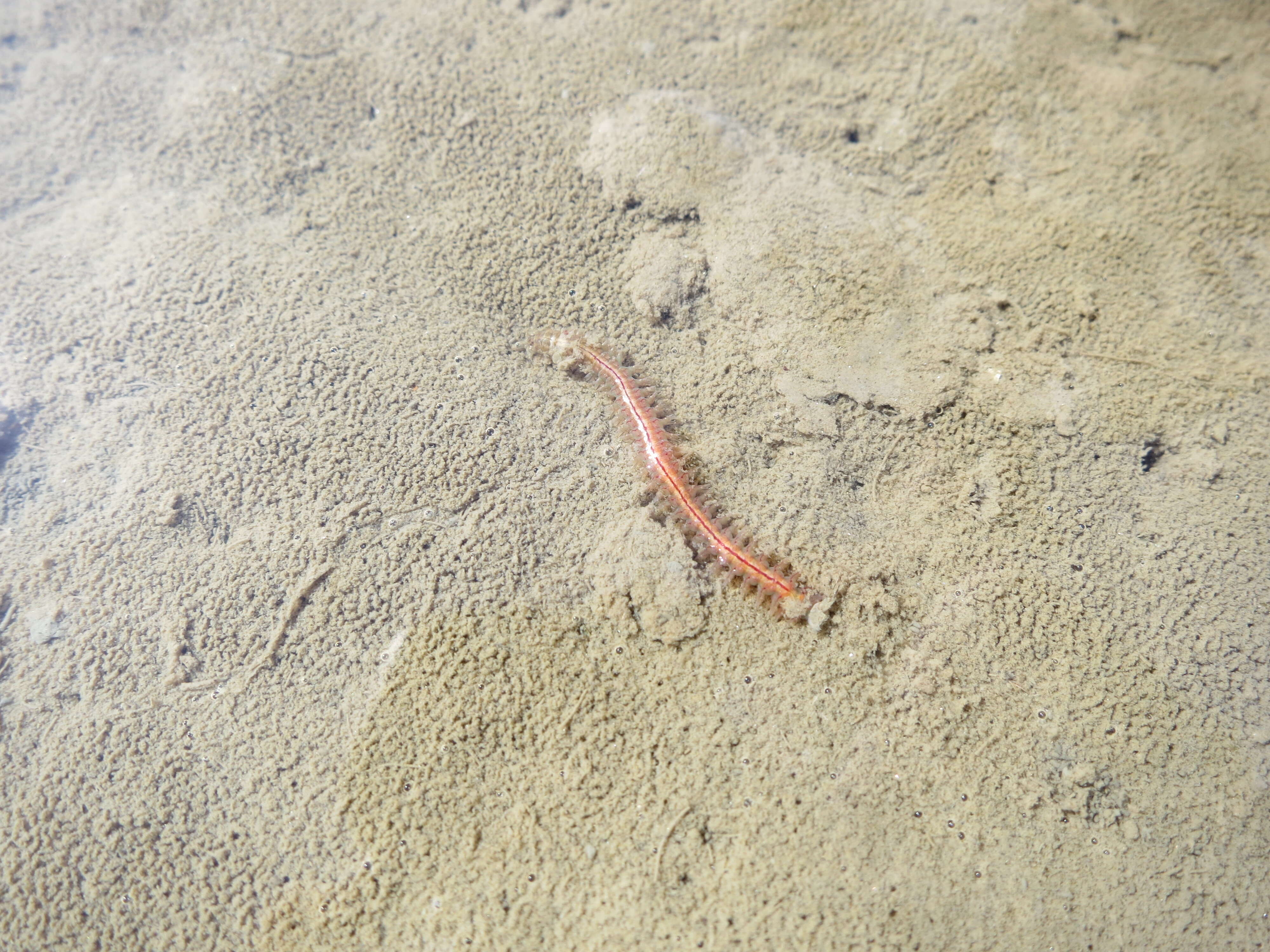 Image of lugworm