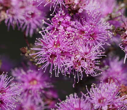 Image of Kunzea parvifolia Schau.