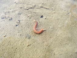 Image of lugworm