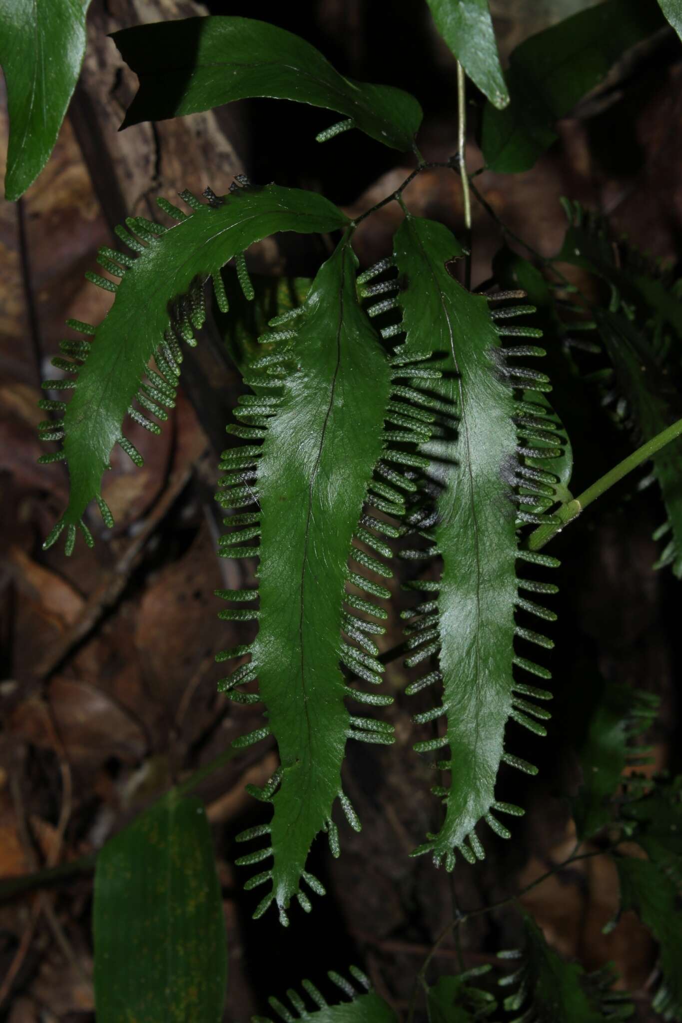 Image of Lygodium lanceolatum Desv.