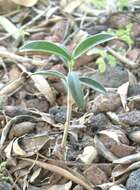 Image of olive tree