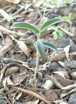 Image of olive tree