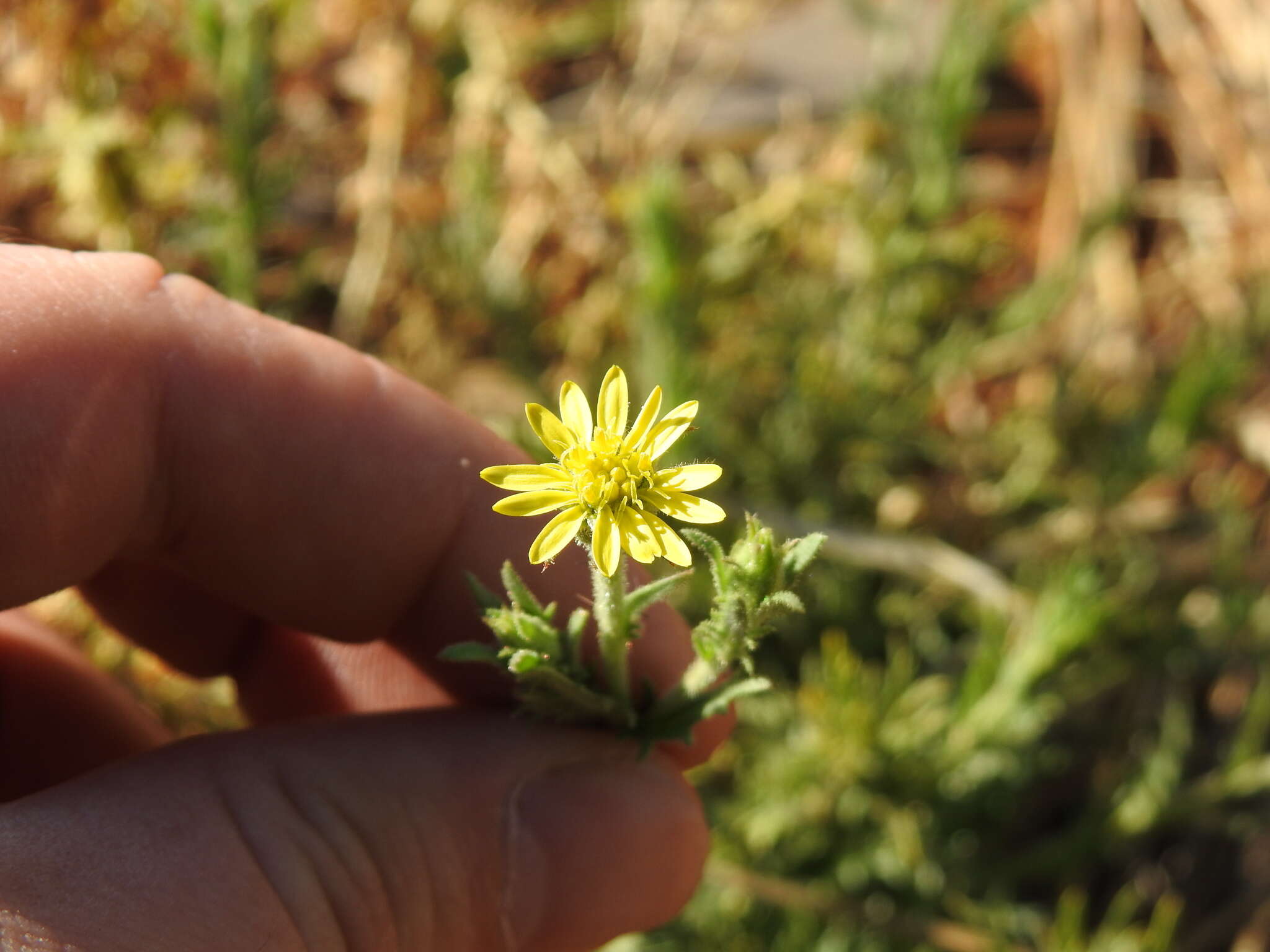 Plancia ëd Osteospermum muricatum E. Mey. ex DC.