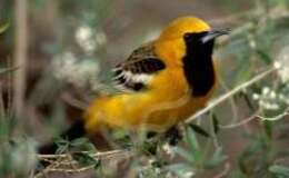 Image of Hooded Oriole