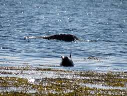 Image of Arctic ringed seal