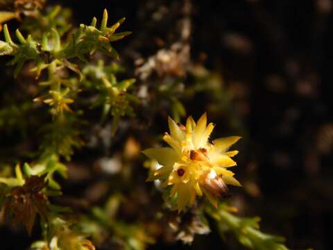 Image of Thesium pubescens A. DC.