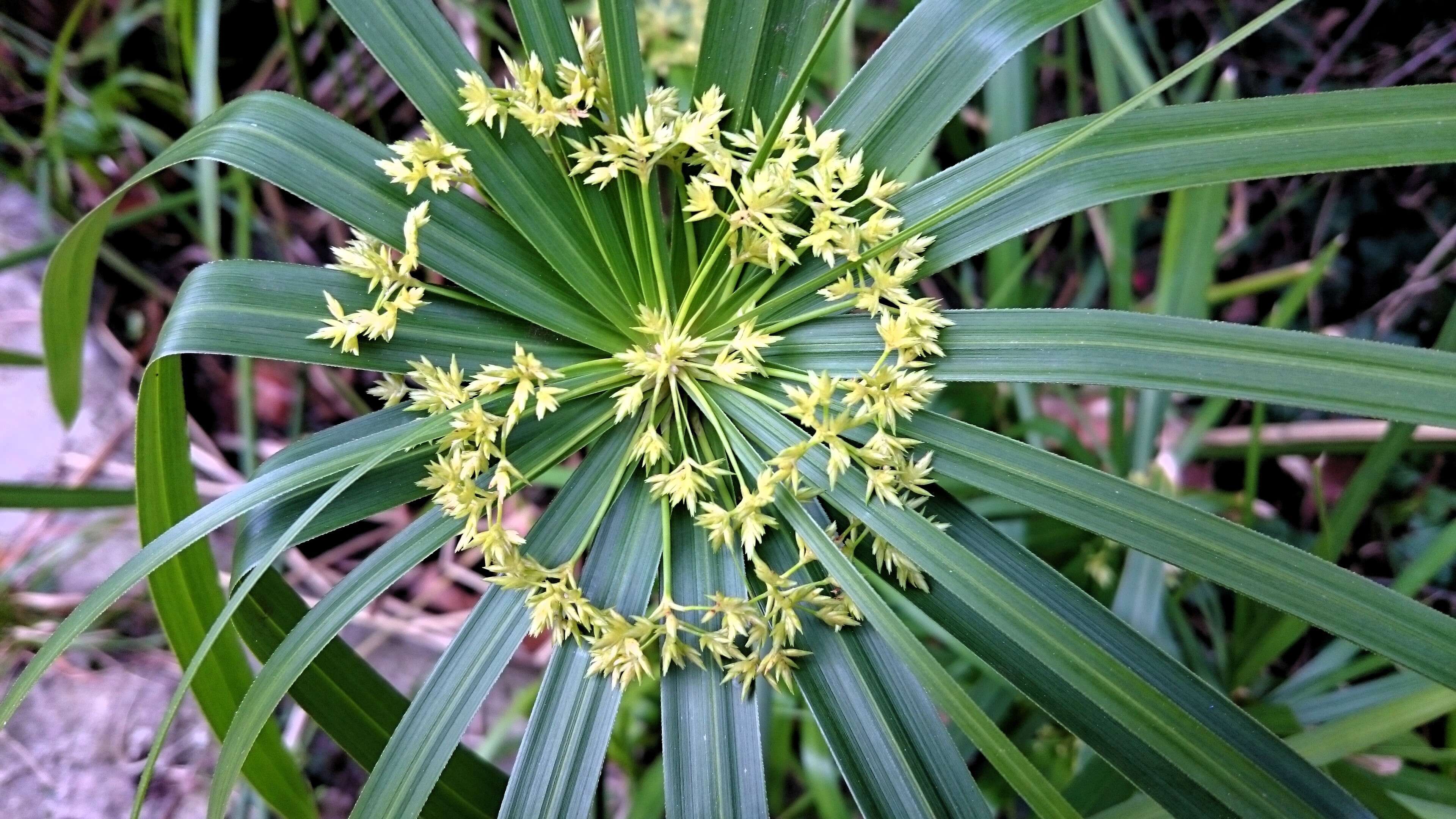 Sivun Cyperus alternifolius L. kuva