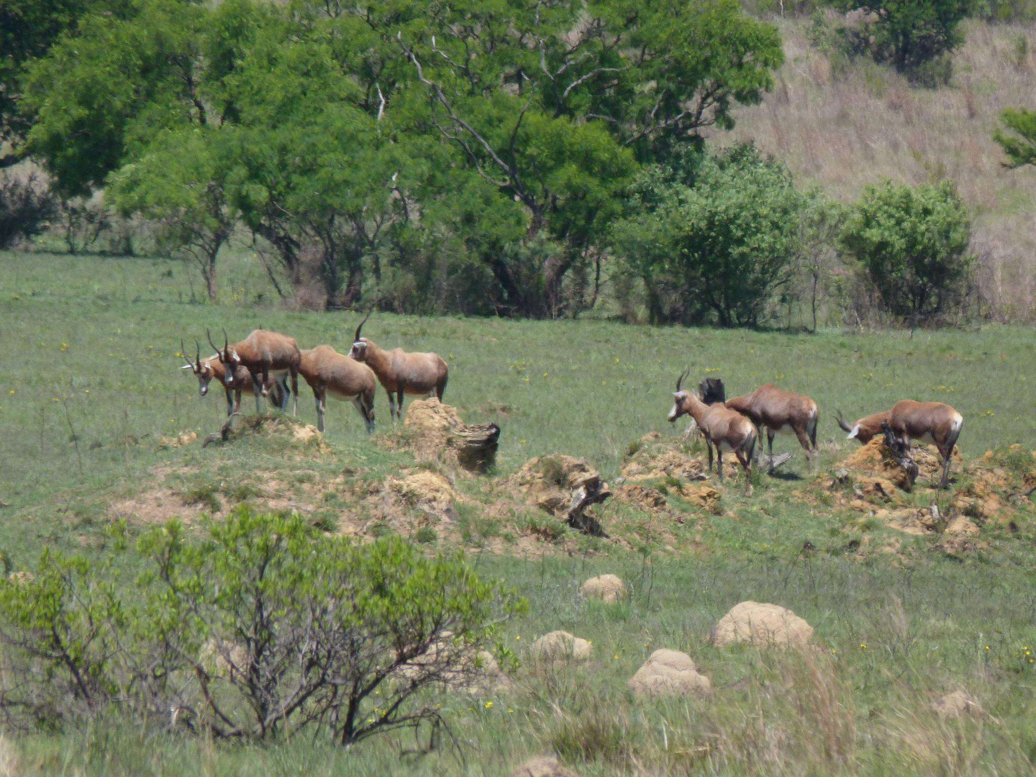 Image of Blesbok