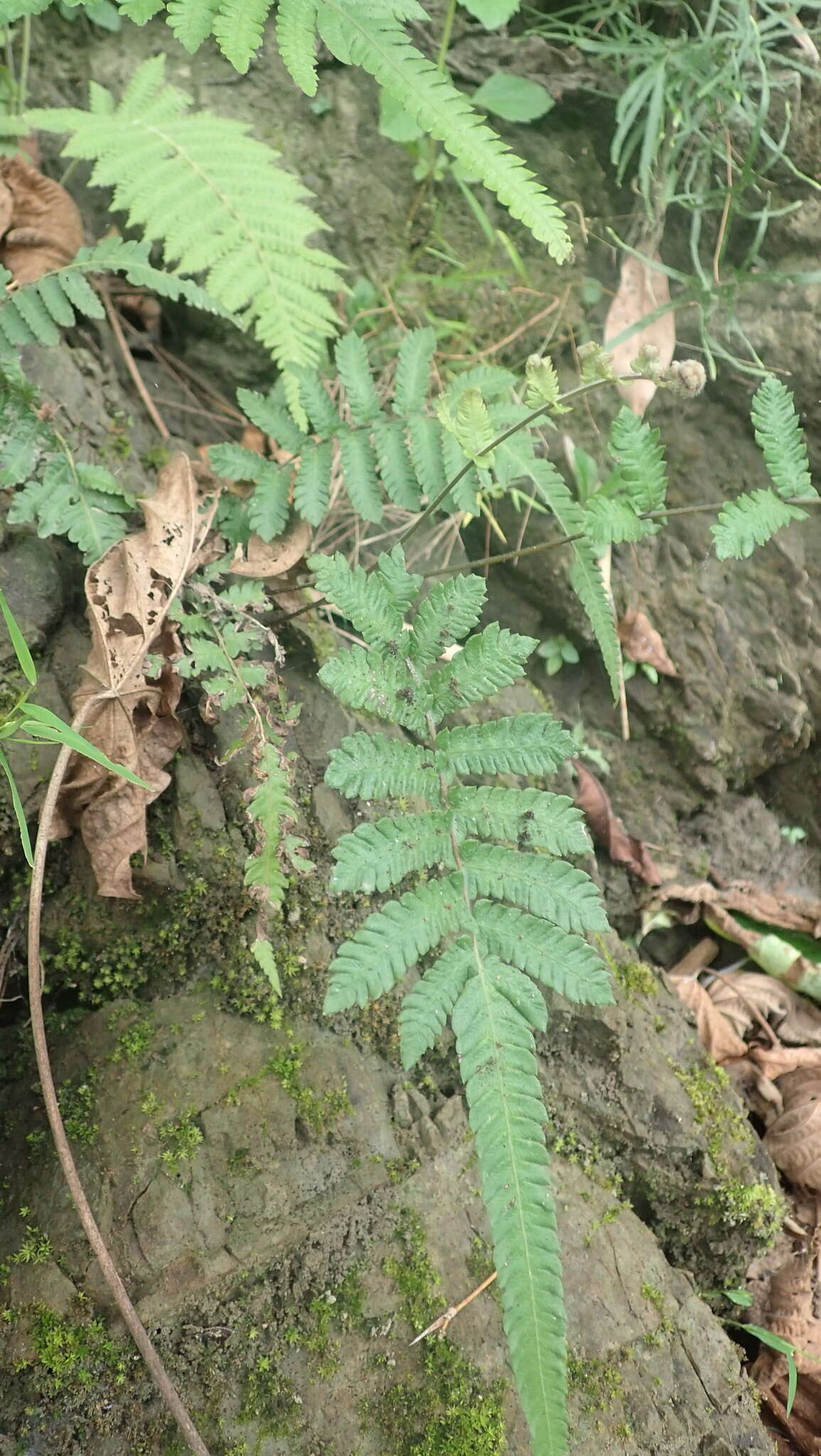 Plancia ëd Christella ensifera (Tag.) Holtt. ex Kuo, H. L. Liu, T. C. Huang, T. Koyama & De Vol