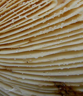 Image of Tawny Milkcap