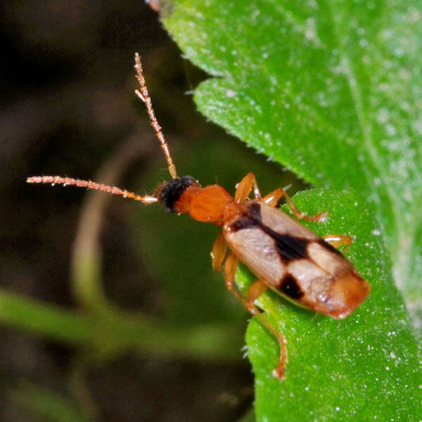 صورة Demetrias (Aetophorus) imperialis (Germar 1824)