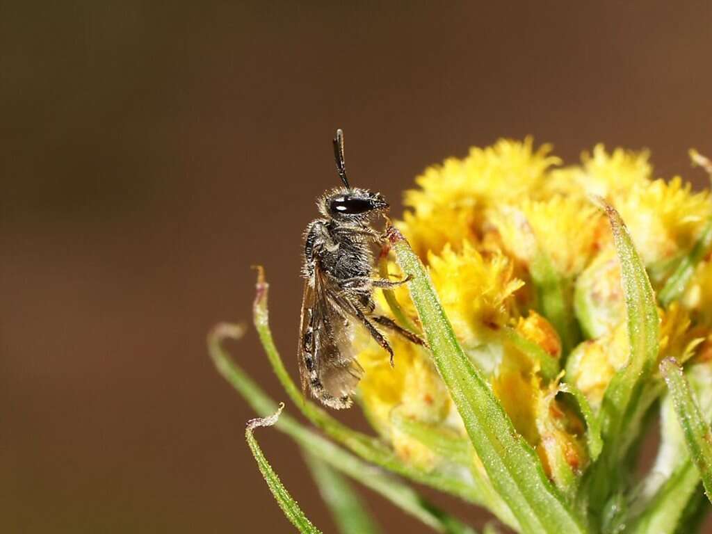 Lasioglossum orbatum (Smith 1853)的圖片