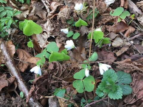 Imagem de Oxalis acetosella L.