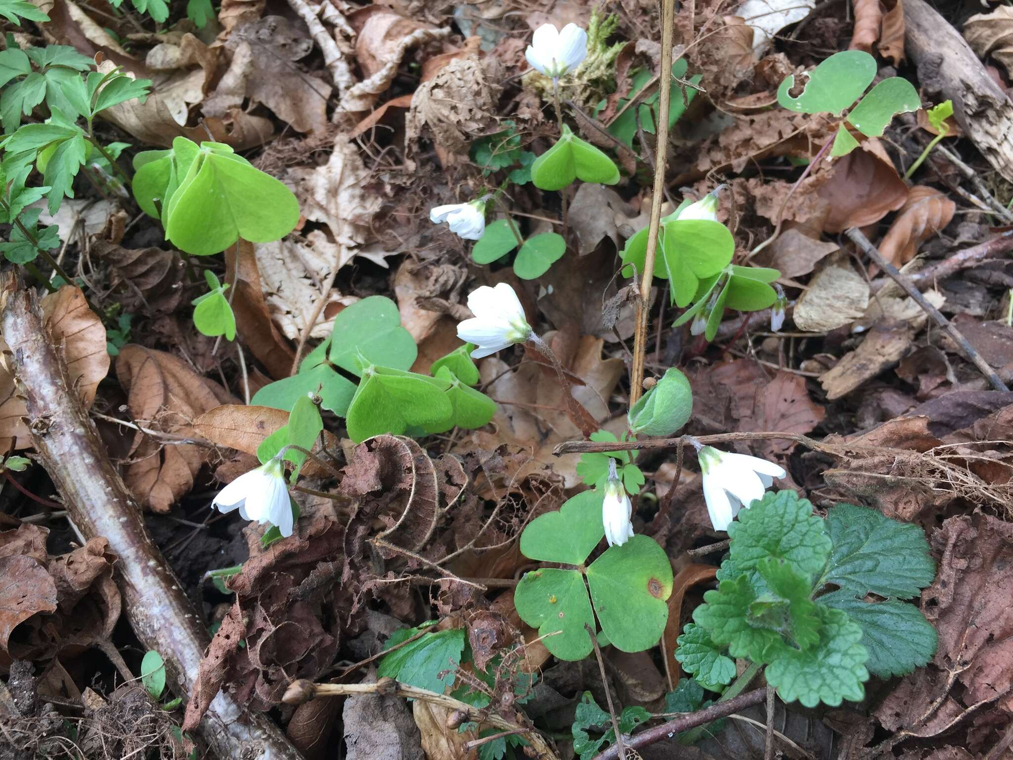 Imagem de Oxalis acetosella L.