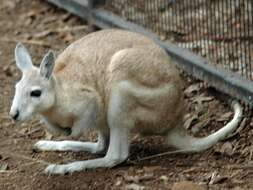 Image of Northern Nail-tail Wallaby