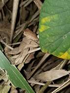 Image of Antilles Robber Frog