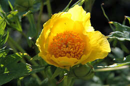 Слика од Paeonia delavayi subsp. ludlowii (Stern & G. Taylor) B. A. Shen