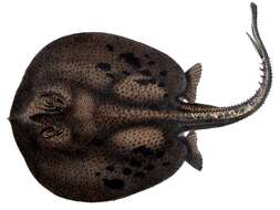 Image of Anglespot river stingray